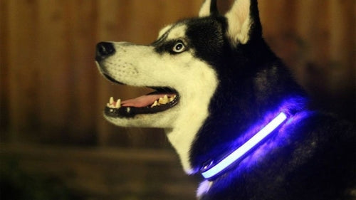 LED нашийник за куче – Светещ за нощни разходки